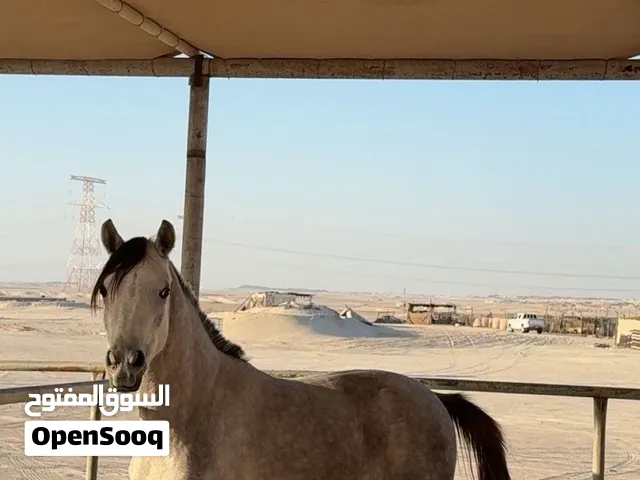 مهر جمال العمر 3 سنين جواز واهي السعر من عندك!