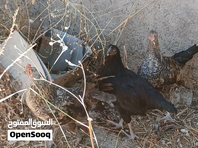 دجاج بلدي بلصلات على النبي ست دجاجات ثلاث فرخات ثنتين عمر شهرين وحده عمر ثلاث شهور ونص وديكين وجاجه