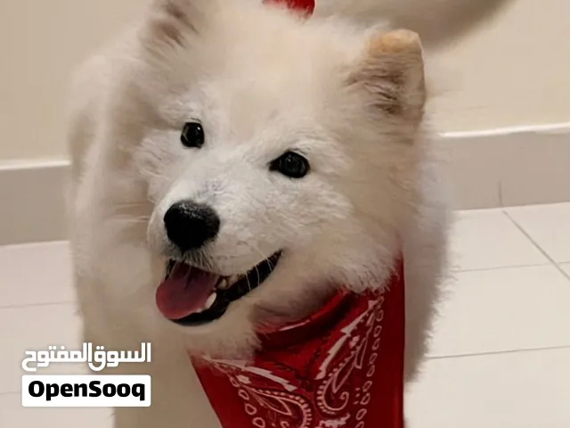 Samoyed dog 6 months healthy-كلب السامويد المميز