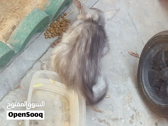 هملايا للبيع