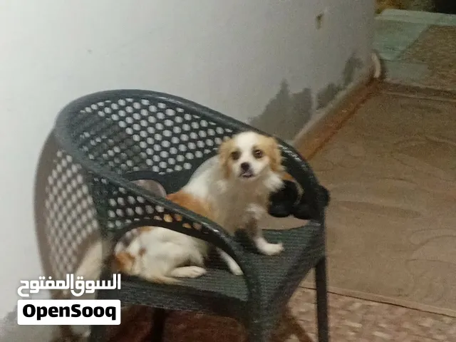 تشيواوا انجليزيه