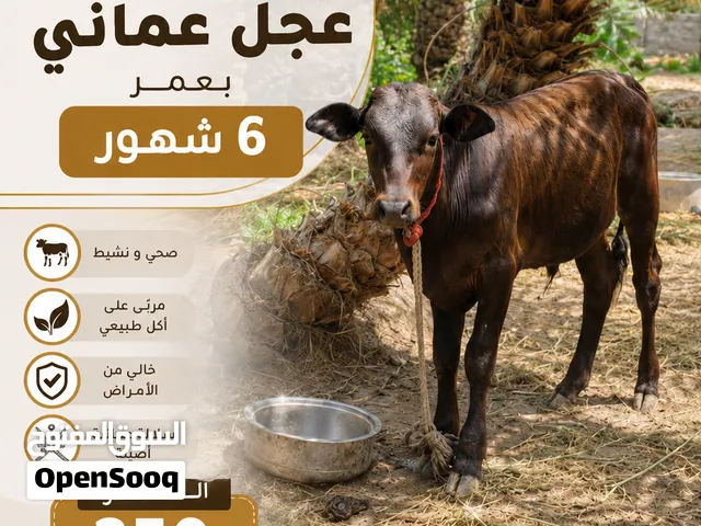 عجل عماني للبيع