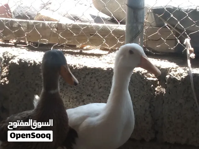 بط عمانيات  ذكر وأنثى