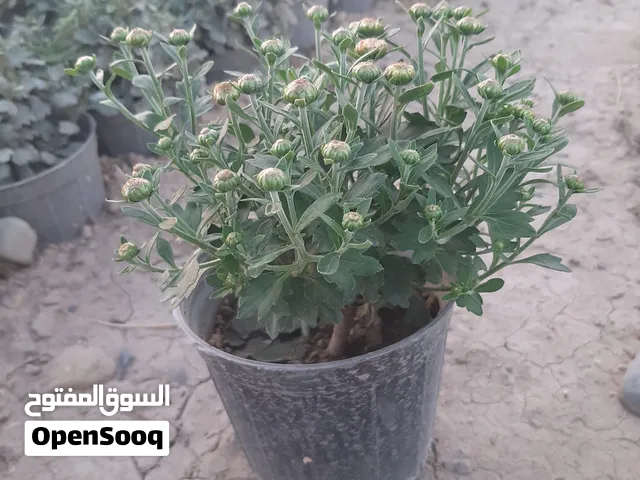 شتلات أقحوان للبيع بالجملة