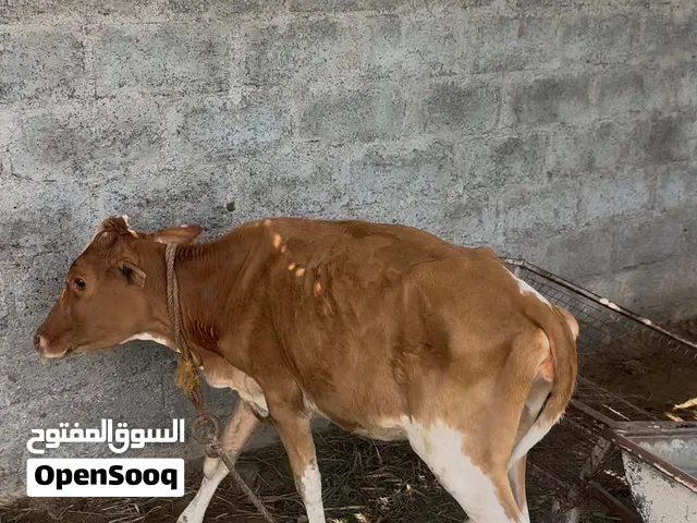 عجلة محلية العمر سنتين