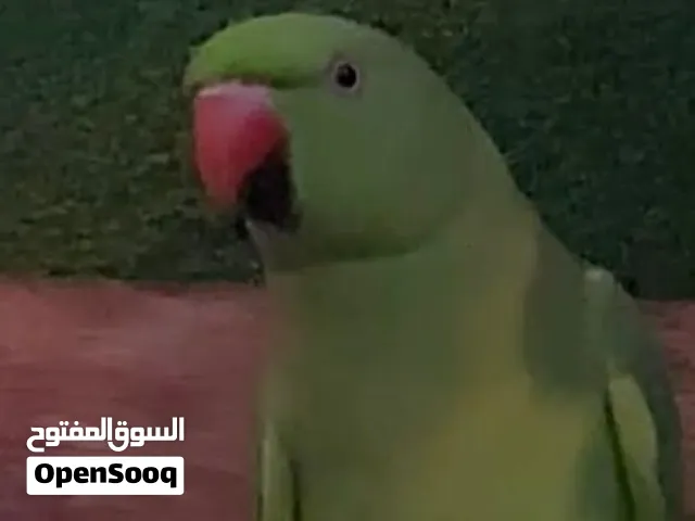 فقدان طائر