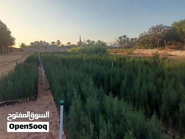 مشتل سنوبر ربي يبارك