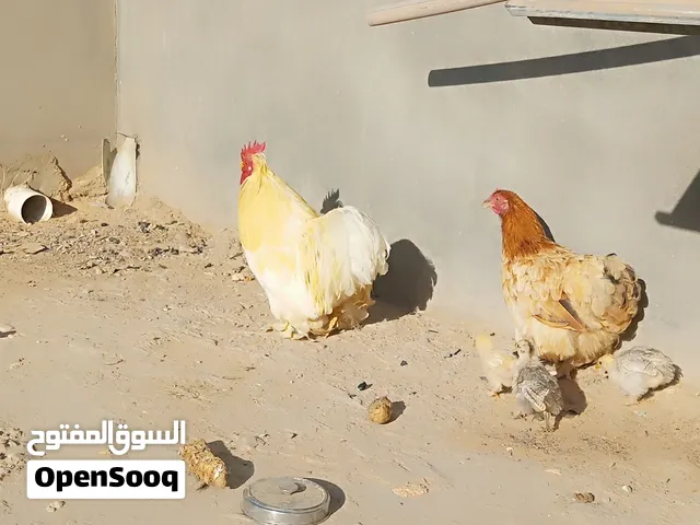 دجاج للبيع