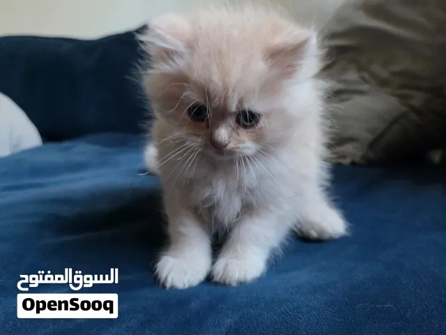 ميكس بريتش شيرازي