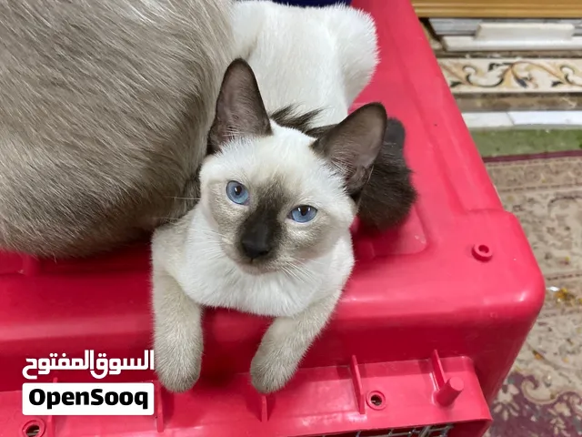 Pure breed of Siamese kittens