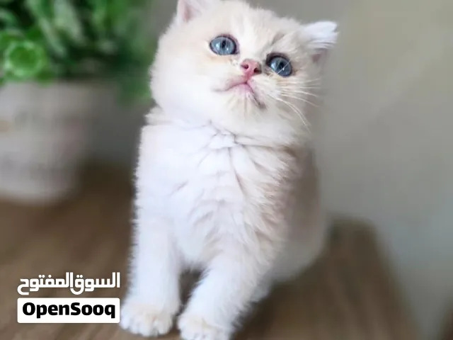 قط ذكر بريتش ستريت CY12 سي واي 12 عمر 3 اشهر