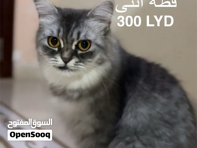 أم وولدها الحنونين للبيع.. ثنائي يملى البيت دفا وألفة