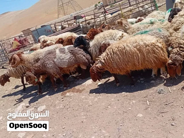 حلال للبيع