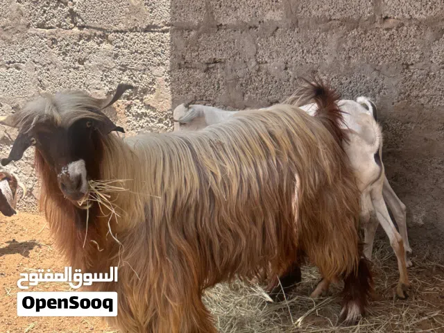 للبيع تيس عماني 100%