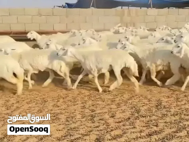 رخال حريات حرش صنف العدد 110 7_8_9 شهور