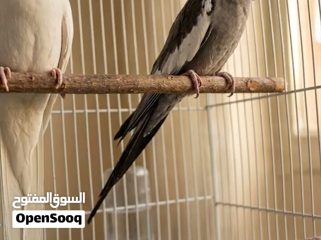 Cockatiel pair