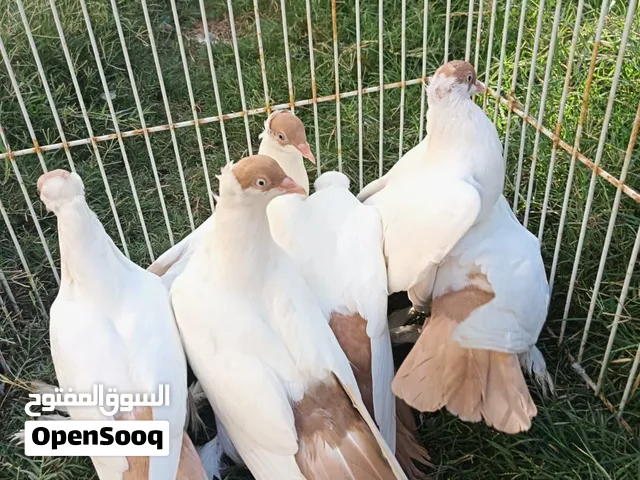 حمام هلمت زوج