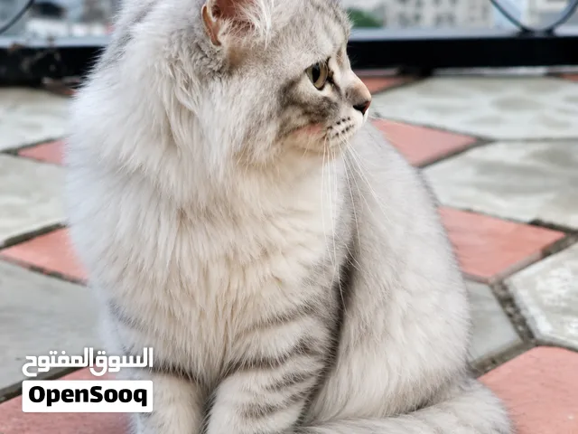 قطة شيرازي صغيرة للبيع – جميلة وهادئة وفرو كثيف _لعوبه ومتعوده ع الحمام تربيه منزليه