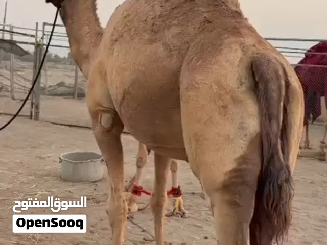 ناقة ماشاء الله طيبة