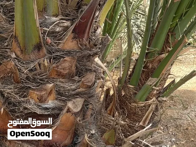 نخل برحي للبيع
