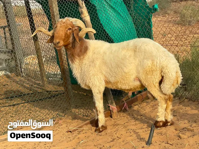 للبيع فحل نعيمي بيور إنتاج