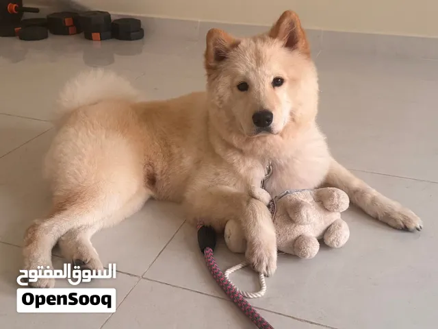 Samoyed male for sale