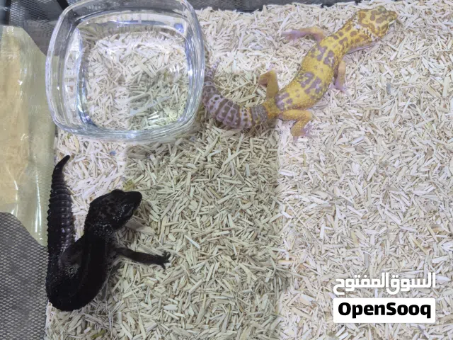 Leopard Gecko Black Night