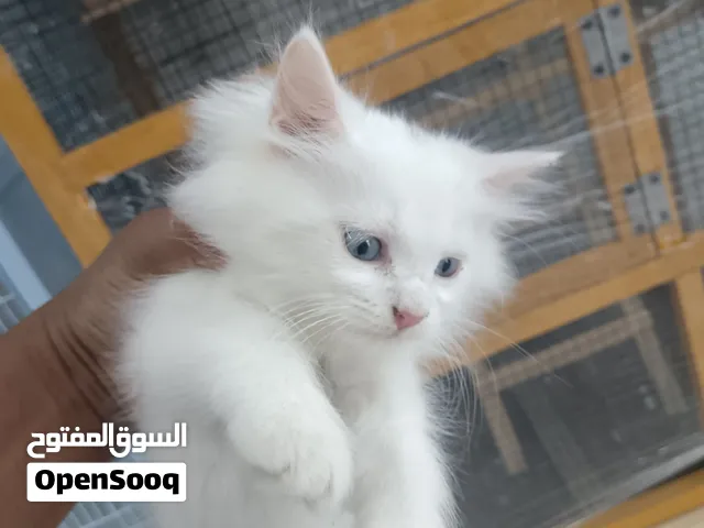 beautiful cat