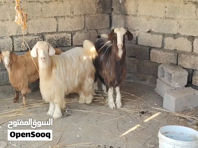 Omani goats