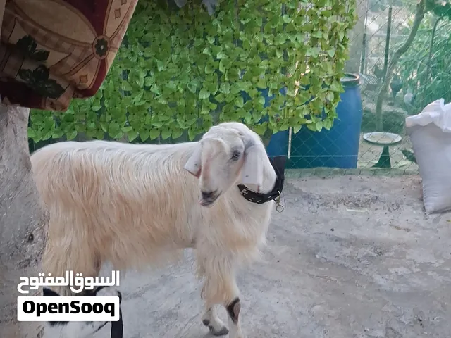 عنز ماشالله اللهم صلي على النبي كل من شاف هل المال يصلي على النبي معها صخله وهدات على فحل ابيض شامي