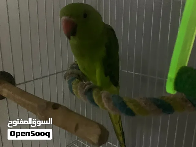 وصف مهم جدا '''''