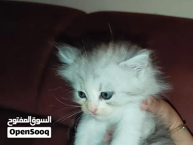 قطط شيرازي