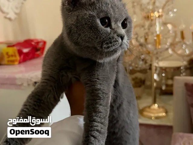 أنثى سكوتش فولد للبيع