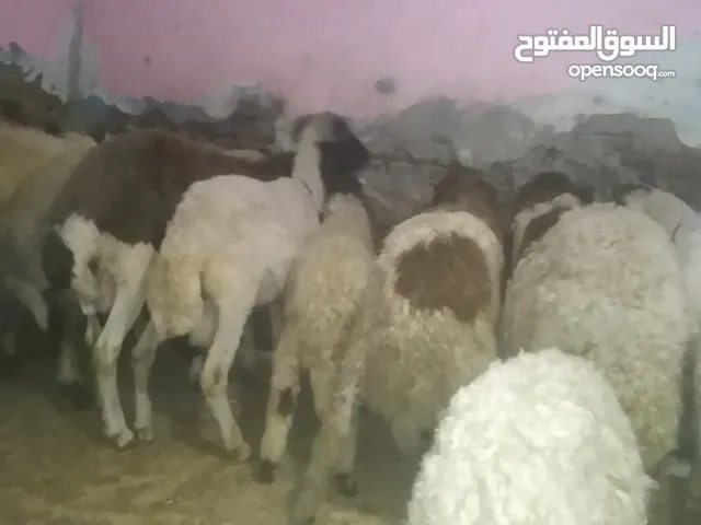 غنم برقي وغنم بلدي