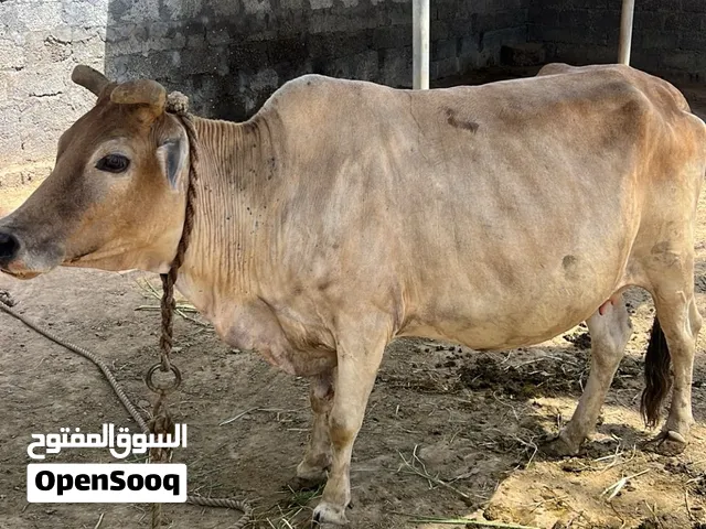 للبيع بقره تحتها عجل