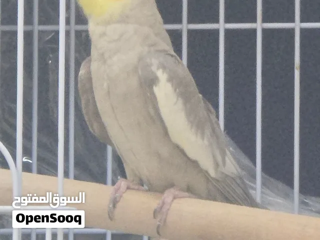 أنثى كوكتيل رمادي