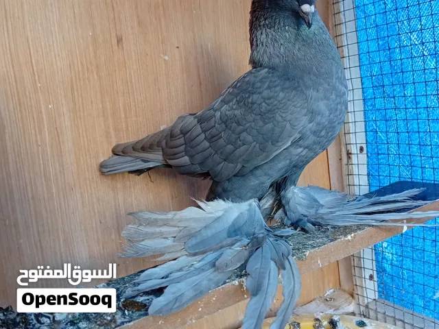 السلام عليكم متوفر حمامه شقلاب الله يبارك