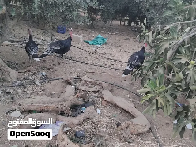 حبش بلدي يوجد كميات