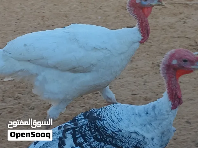 3 ديك رومي للبيع
