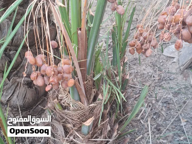 صرم خلاص بعضها قد اثمر من قبل ومن امهات تثمر حبة كبيرة فقط ب 10ريال مع القلع .