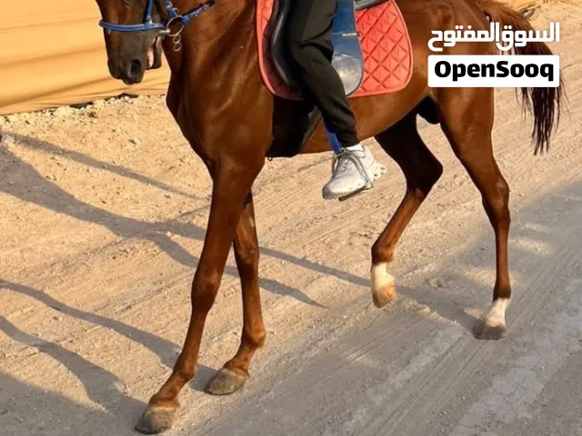 فحل للبيع على 5000 دراهم وقابل للتفاوض في العين صوب عين الفايضة
