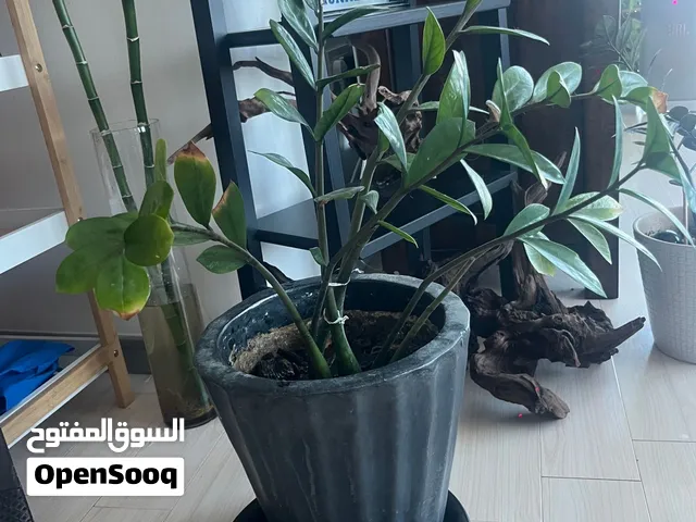 Zz plant Xtra Large / Tall Negotiable Pick up in seef   Delivery xtra charge 2BD