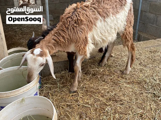 حمله تهجين سودني
