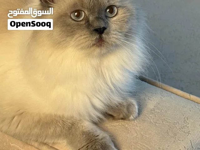 قط للبيع معا جميع امتعته