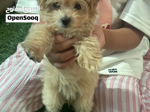 Maltipo doeg