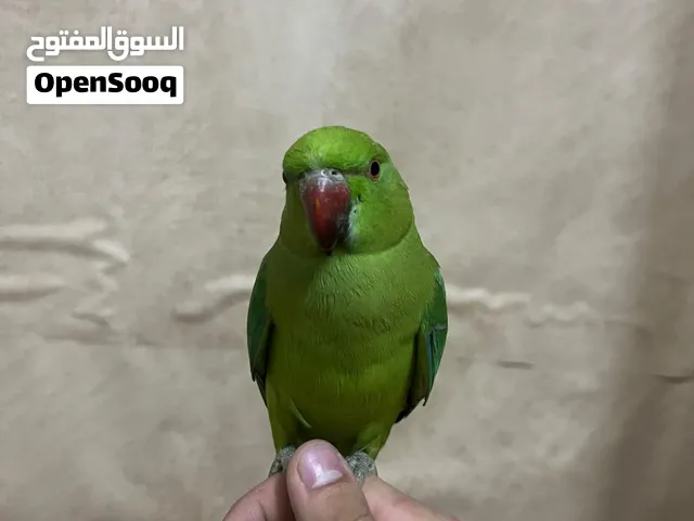 ببغاء دره بصحه ممتازع وموالف ما بعض