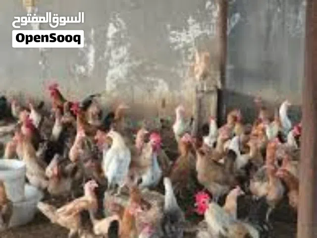 دجاج وفراخ بلدي
