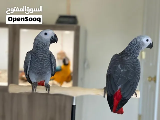 Talking African Grey Parrots