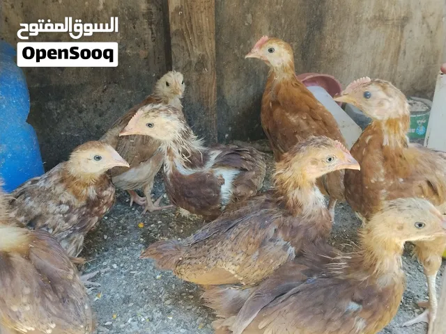صيصان رود ايلاند عمر شهر  الصوص