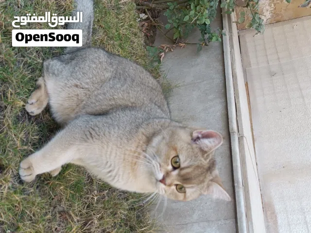 للتزاوج قط سكوتش ستريت NY11